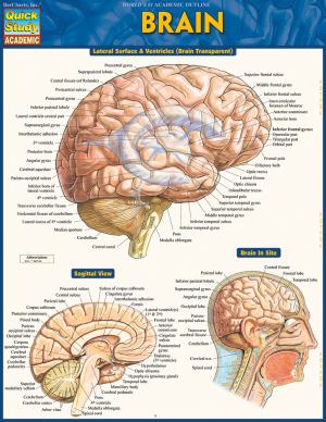 Brain (SKU 10645222129)