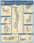 Joints and Ligaments