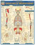 Muscular Origins and Insertions